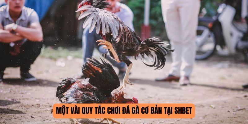 Một vài quy tắc chơi đá gà cơ bản tại SHBET