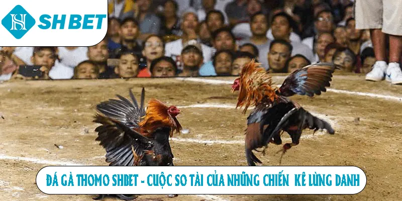 Đá gà thomo SHBET cuộc so tài của những chiến kê lừng danh