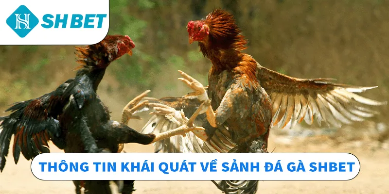 Thông tin khái quát về sảnh đá gà SHBET